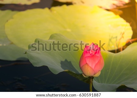 Lotus flower concept. Pink lotus flower on pond after raining on sunset. It beautiful pink white lobe of flower straight up on morning. Nelumbo is a genus of aquatic plants with large showy flowers.