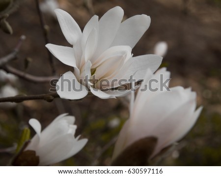 Close-up view of white blooming magnolia. Beautiful spring bloom for magnolia tulip trees white flowers.