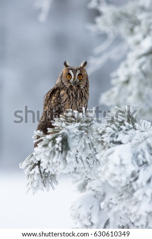 Long-eared owl (Asio otus), also known as the northern long-eared owl, is a species of owl which breeds in Europe, Asia, and North America. Taken in Central Europe