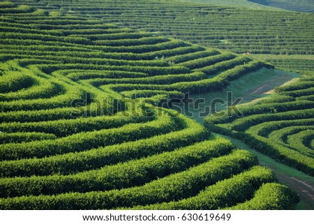 view of tea plantation at at choui fong farm,chiang rai, Thailand. Royalty-Free Stock Photo #630619649