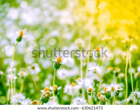 little grass flower snow fall in spring and orange light