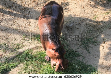Hippopotamus is eating grass in a sunny day