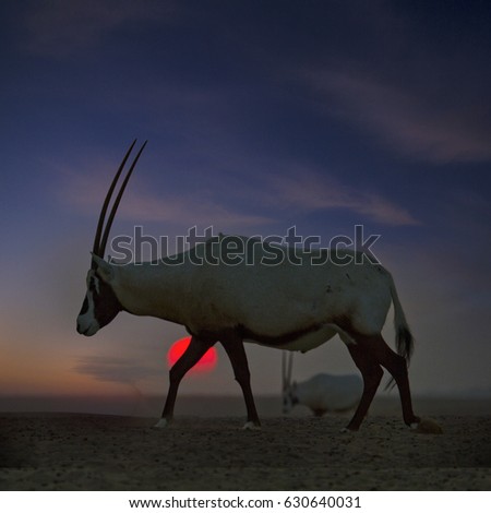 Oryx walking in desert sunset, United arab emirates