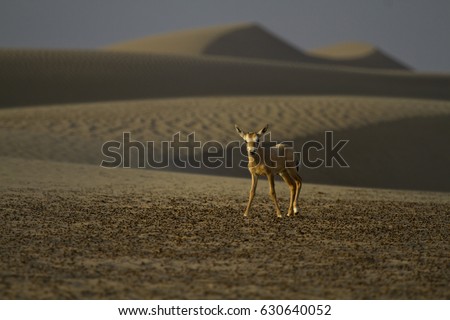 Oryx in desert, United arab emirates