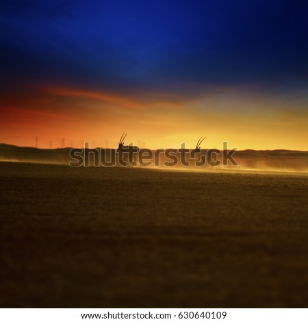 Oryx running in desert sunset, United arab emirates
