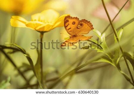 Yellow flower and butterfly