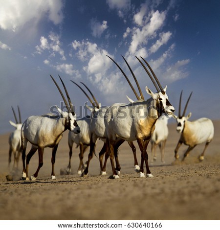 Oryx group in desert, United arab emirates