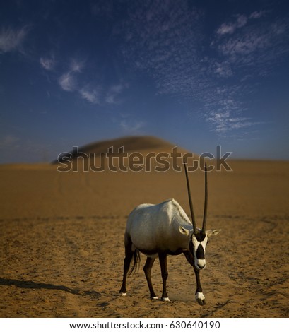 Oryx in desert, United arab emirates