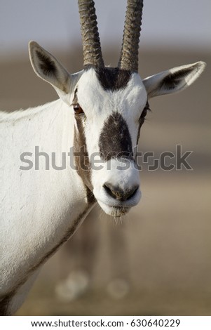 Oryx in closeup in desert background, United arab emirates