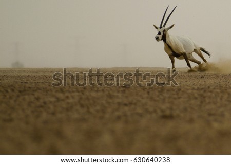 Oryx running in desert, United arab emirates