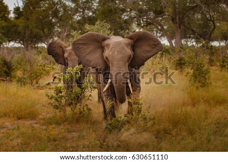 Beautiful Images of of African Elephants in Africa
