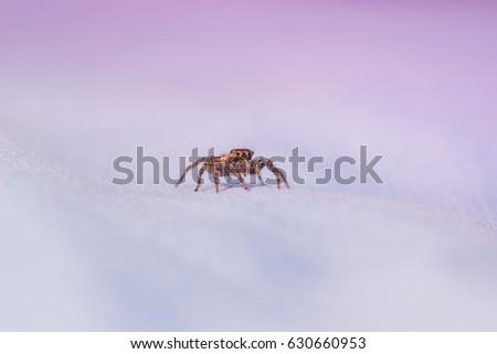 Picture macro close-up spider