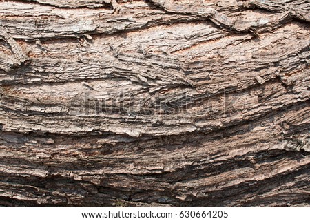 Seamless tree bark background. Brown tileable texture of the old tree.