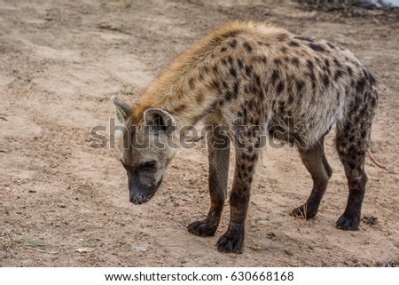 Hyena standing side view