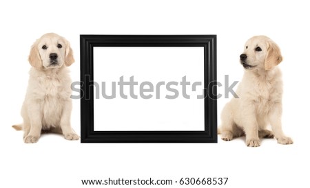 Two golden retriever puppy dogs sitting next to a black empty picture frame isolated on a white background