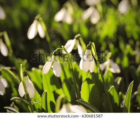 Snowdrop flowers grow on a meadow in the morning in the spring