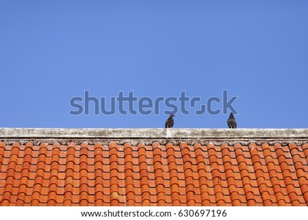 Bird on the temple roof texture background