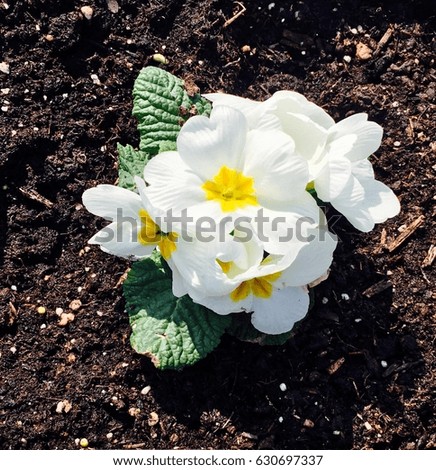 Colorful flower, White flower and green leaves background with sunlight. Beautiful flower in the garden at sunny summer day.