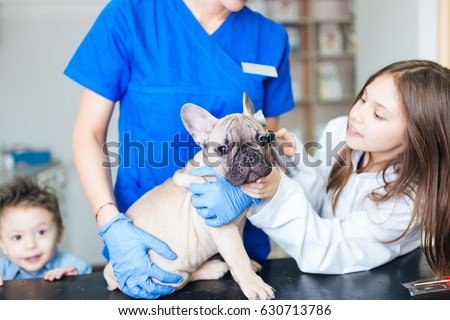 Beautiful young girl dressed as vet with her French bulldog at veterinary checking dog's ears. Selective focus on dog. 