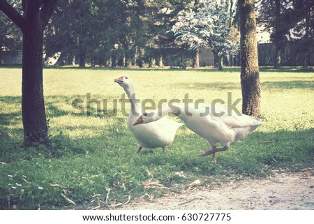 funny geese in farmyard, picture vintage effect: the animals are on a green meadow