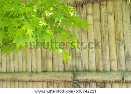 Fresh green maple leaves on bamboo fence background
