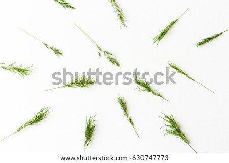 white background filled with Ears of a green cereal pattern. Top view. Flat lay. Concept of healthy lifestile, organic food, freshness and spring mood. minimalistic picture of the ripening harvest.