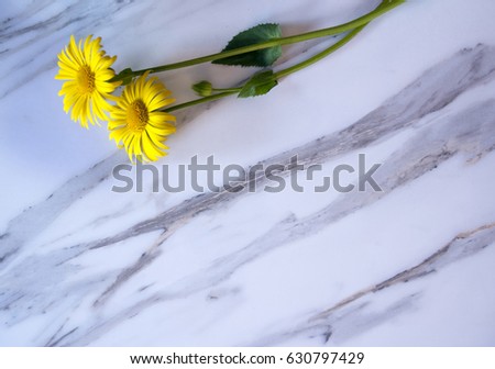 Yellow chamomile on a marble background