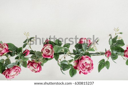 pink rose flora background.