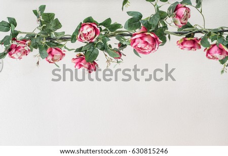 pink rose flora background.