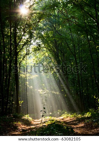 Sun beams pour through trees in foggy forest Royalty-Free Stock Photo #63082105