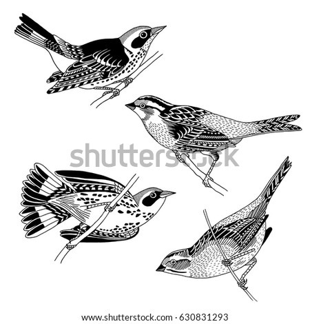Hand drawn sparrows and warblers, black and white ink illustration