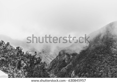 Mountain forest and fog