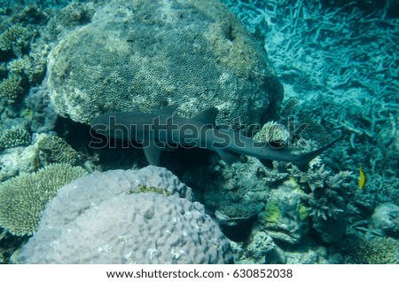 Reef Shark at Great Barrier Reef, Australia