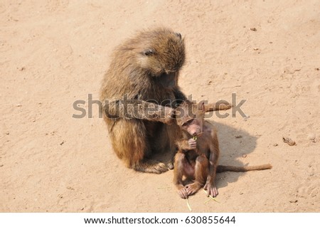 mother monkey and her baby