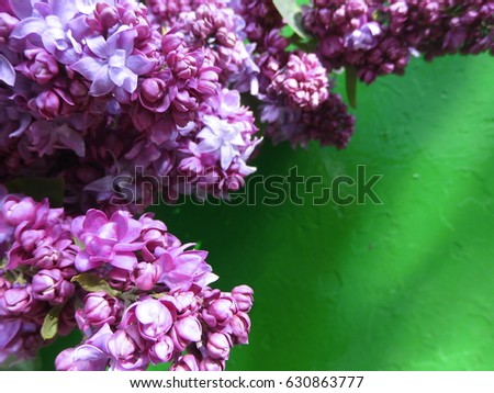 Lilac on a green background