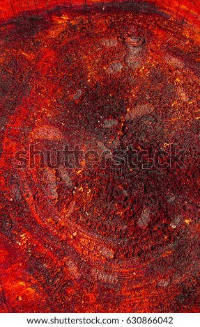 Wooden background. Texture. Tree stump background in the nature eco concept