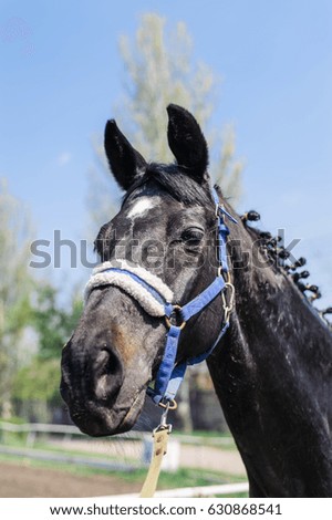 Black Horse portrait 