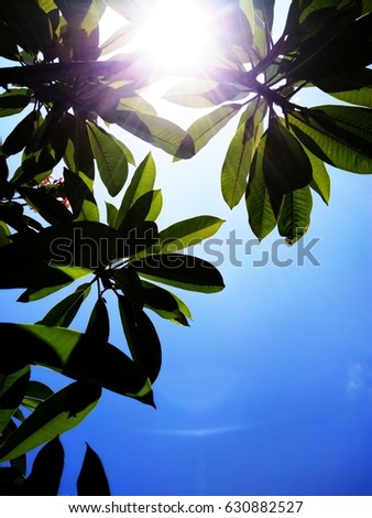the plumeria flowers and the blue sky background 