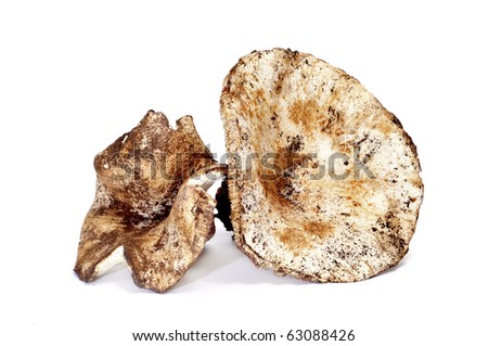 a pair of milk-white brittlegill mushrooms on a white background