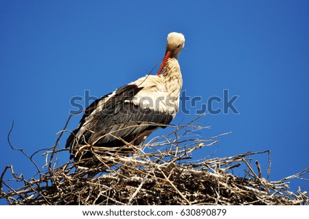 stork bird in the best on the blue sky background 