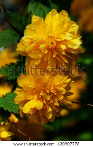Yellow flowers of Kerria japonica (Double-Flowering Japanese Rose)