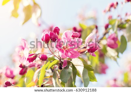 Spring background art with pink blossom. Beautiful nature scene with blooming tree and sun flare. Sunny day. Spring flowers. Beautiful orchard. Abstract blurred background. Shallow depth of field.