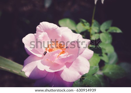 Romantic vintage rose background. Sweet artificial roses background, vintage tone