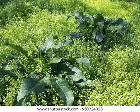 Burdock with large green leaves against a background of green grass on sunny  spring meadow.

