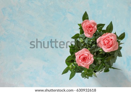 Background wedding, mother's day or birthday. A bouquet of fresh pink rose flowers on a blue background. Copy space.