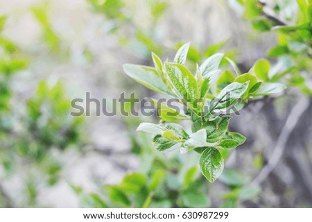 Green leaves on the tree closeup. Blurred background, bokeh. Spring nature photo. Good weather. Nice photography
