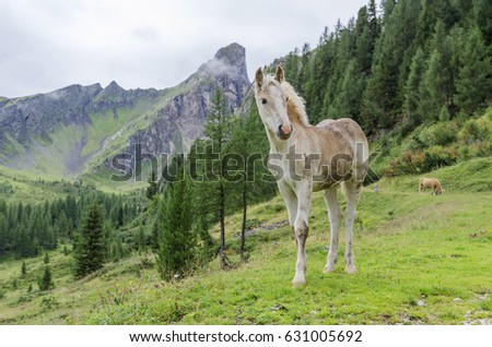 A young pale foal / horse posing on the background of fresh alpine pastures, green forest and rocky wall of Alps mountains hidden in rain dark clouds