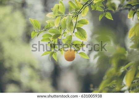 toned image of a single lemon hanging from a tree. Photographed with shallow depth of field.