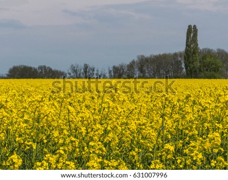 Beautiful landscape of bright yellow rapeseed in spring. Yellow flowers of rapeseed.