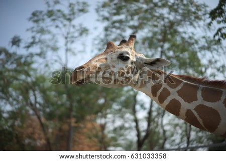 Giraffe in Zoo Safari